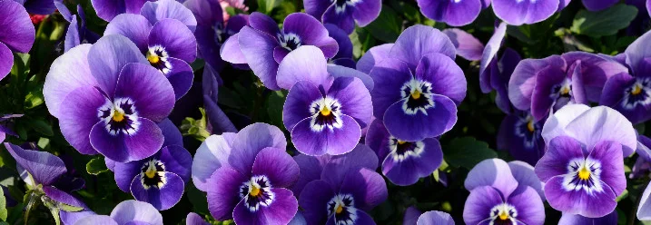 Lila und violette Stiefmütterchen blühen